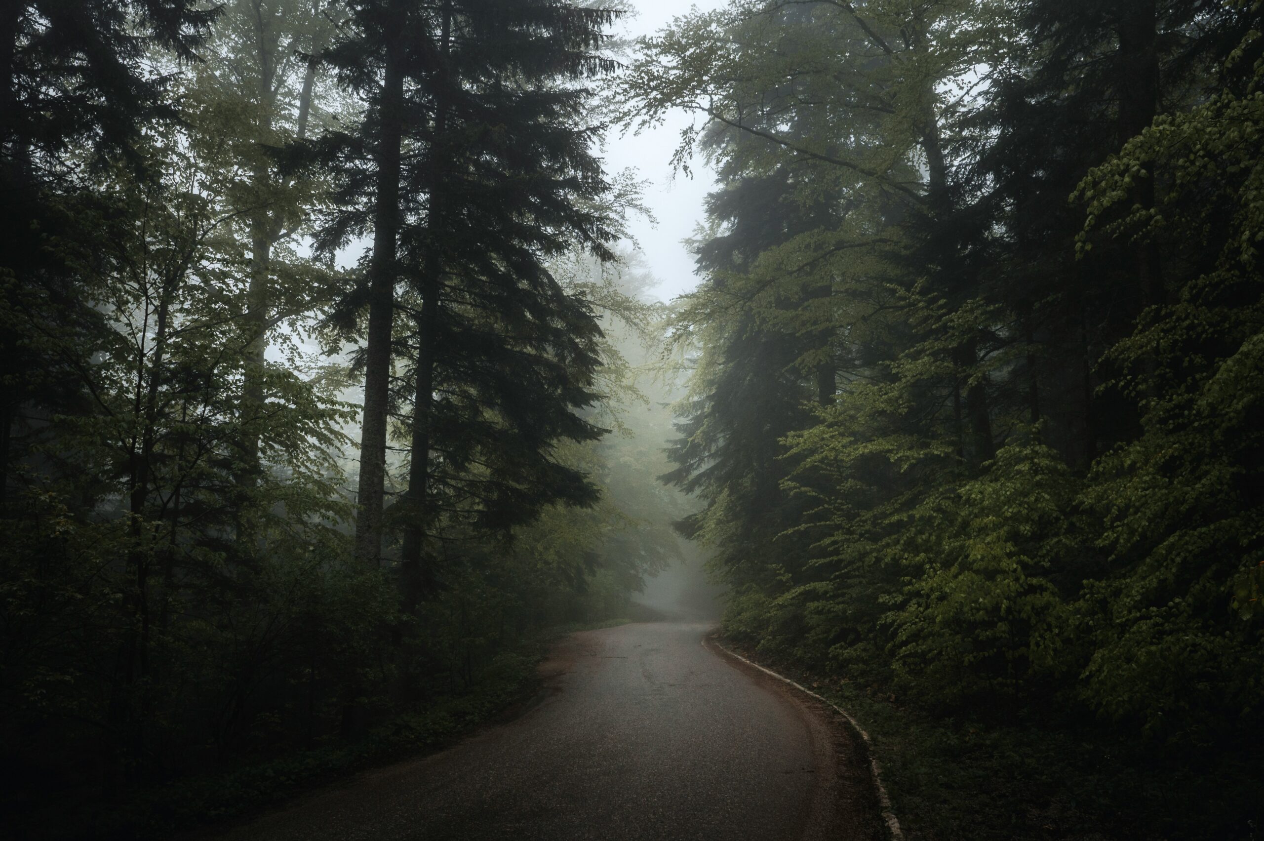 A winding road disappearing into a foggy forest, illustrating limited visibility in SQL Server monitoring.